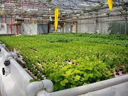 Aquaponics and Hydroponics: Future Farming Systems