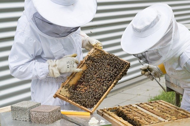 Bee Farming