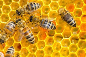 Beekeeping and Honey Production