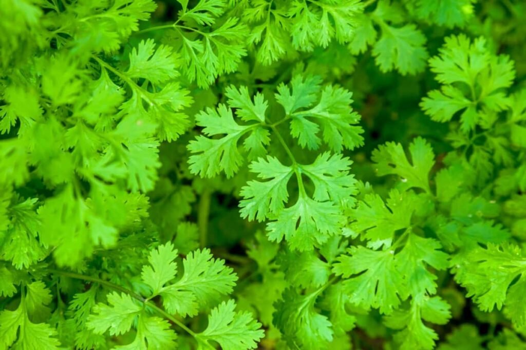 Coriander/Cilantro Farming