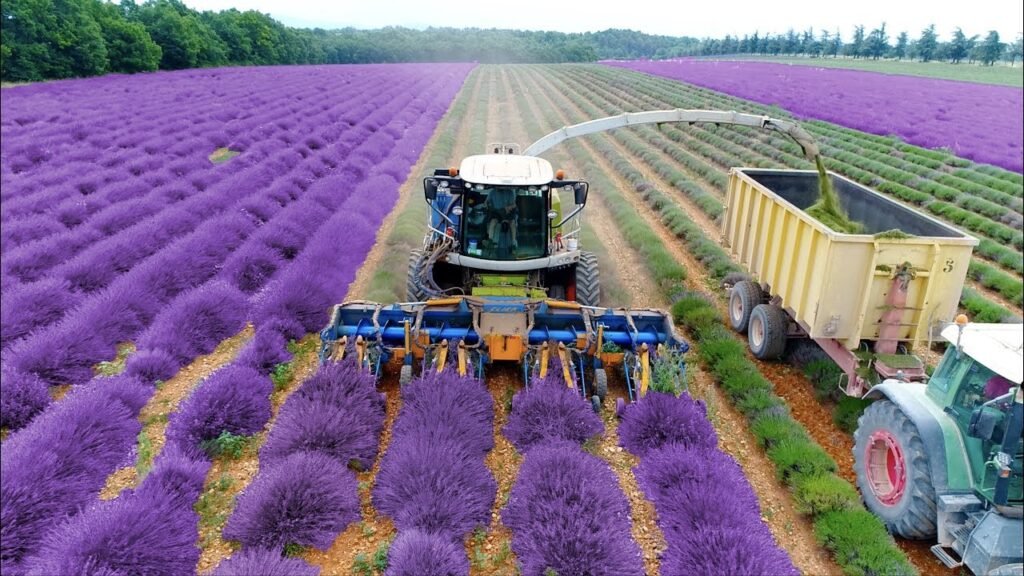 Lavender Farming