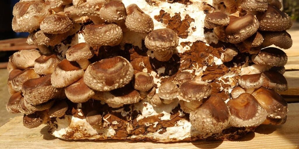 Shiitake Mushroom Farming A Sustainable and Profitable Venture