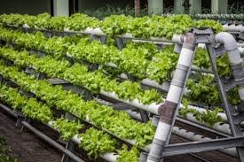 Vertical Farming Business