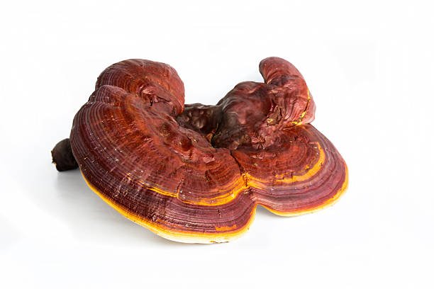 Ganoderma Lucidum Farming benefits