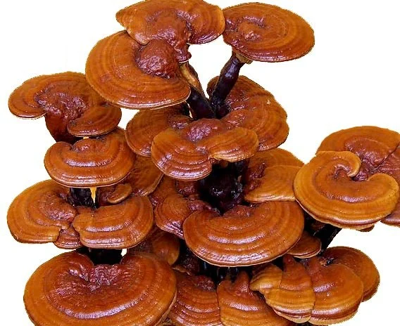 Ganoderma Lucidum Farming benefits