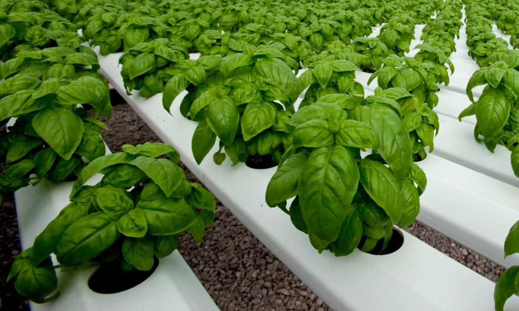 Basil Production