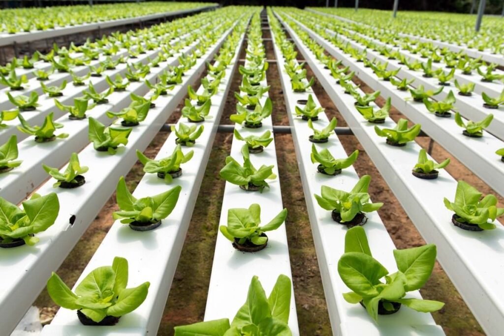 Hydroponic Farming