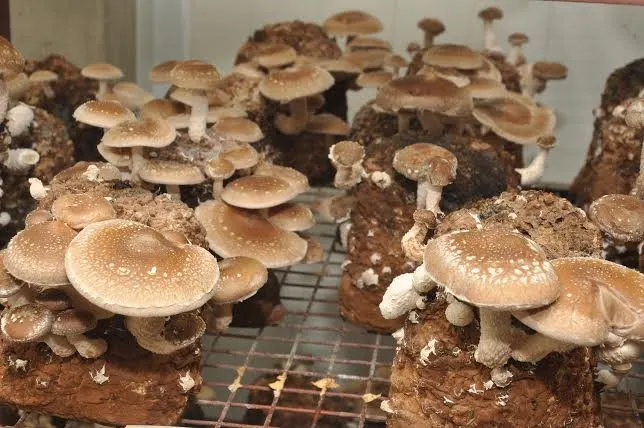 Shiitake Mushroom Farming A Sustainable and Profitable Venture