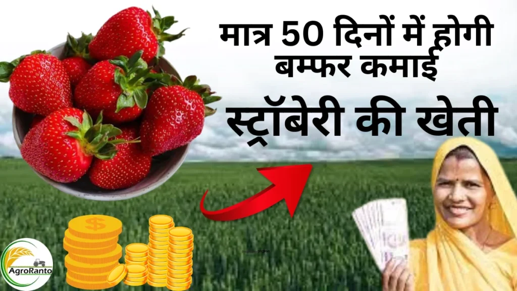 strawberry ki kheti kaise karen