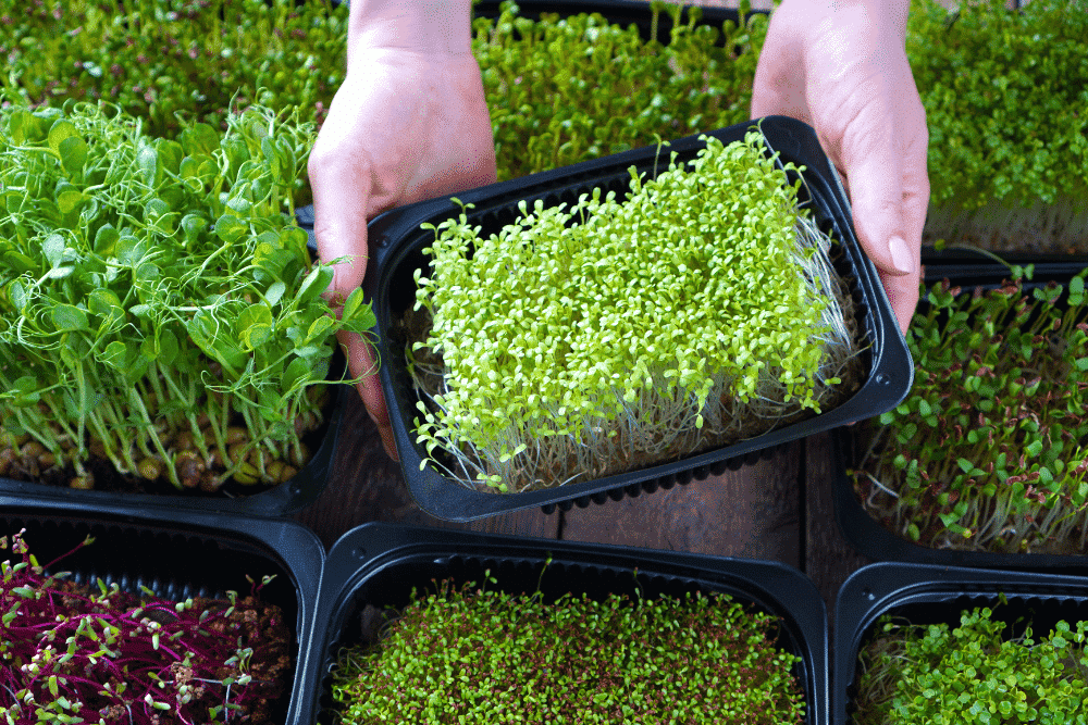 Start a Microgreens Business