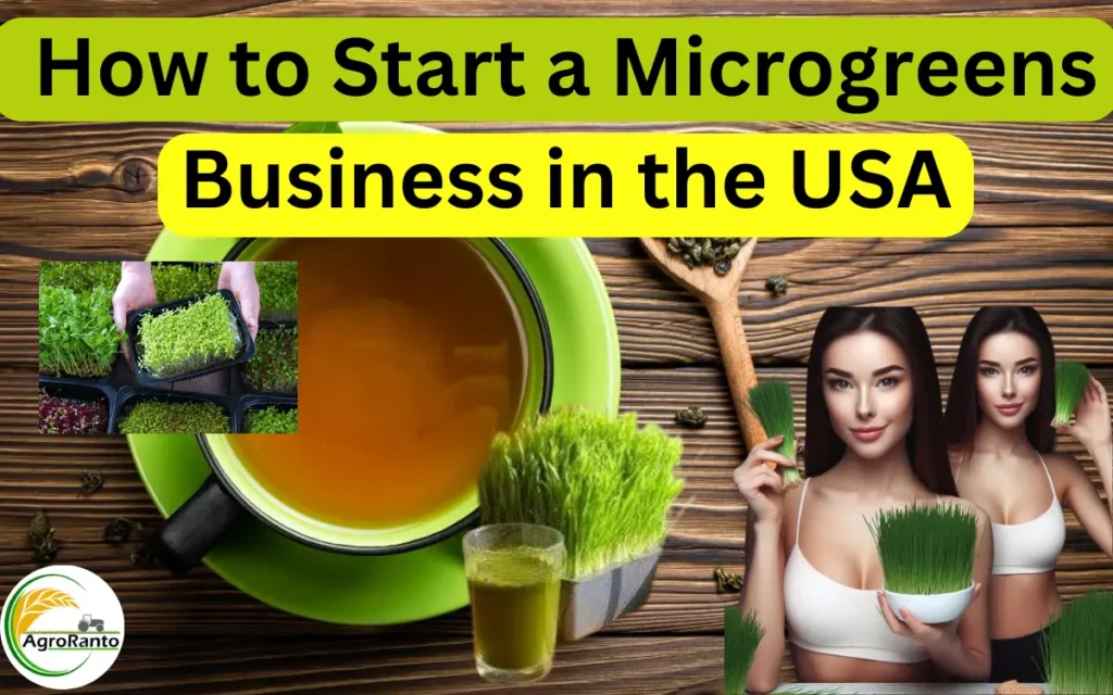 How to Start a Microgreens Business in the USA