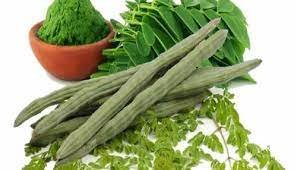 How to Start a Moringa Powder Business