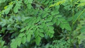 How to Start a Moringa Powder Business